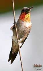Colibri Inciso Postale Tagliacarte Colibrì 