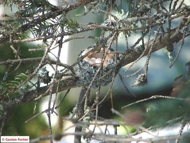 2.jpg - Lac Sergent, dans la région de Québec, un nid avec les oeufs.