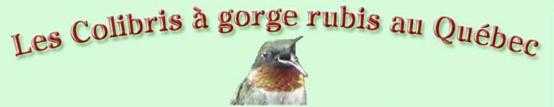 Les Colibris à gorge rubis au Québec