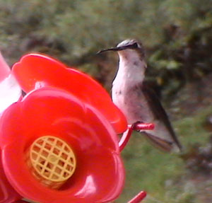 Recette de nectar pour attirer les colibris
