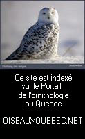 OiseauxQuebec.Net : Le Portail de l Ornithologie au Qu&eacute;bec