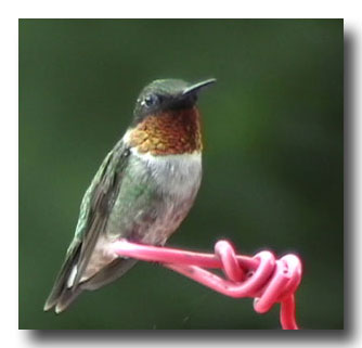 Abreuvoirs à Colibri qui ne coulent pas, recette de nectar et support  triple pour mangeoires 