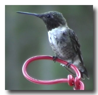 Abreuvoirs à Colibri qui ne coulent pas, recette de nectar et support  triple pour mangeoires 